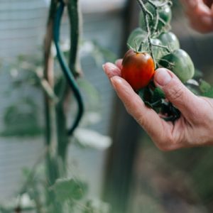 tomate-la-maison-gourmande.jpg